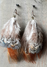Load image into Gallery viewer, Copper and blue, natural pheasant feather earrings